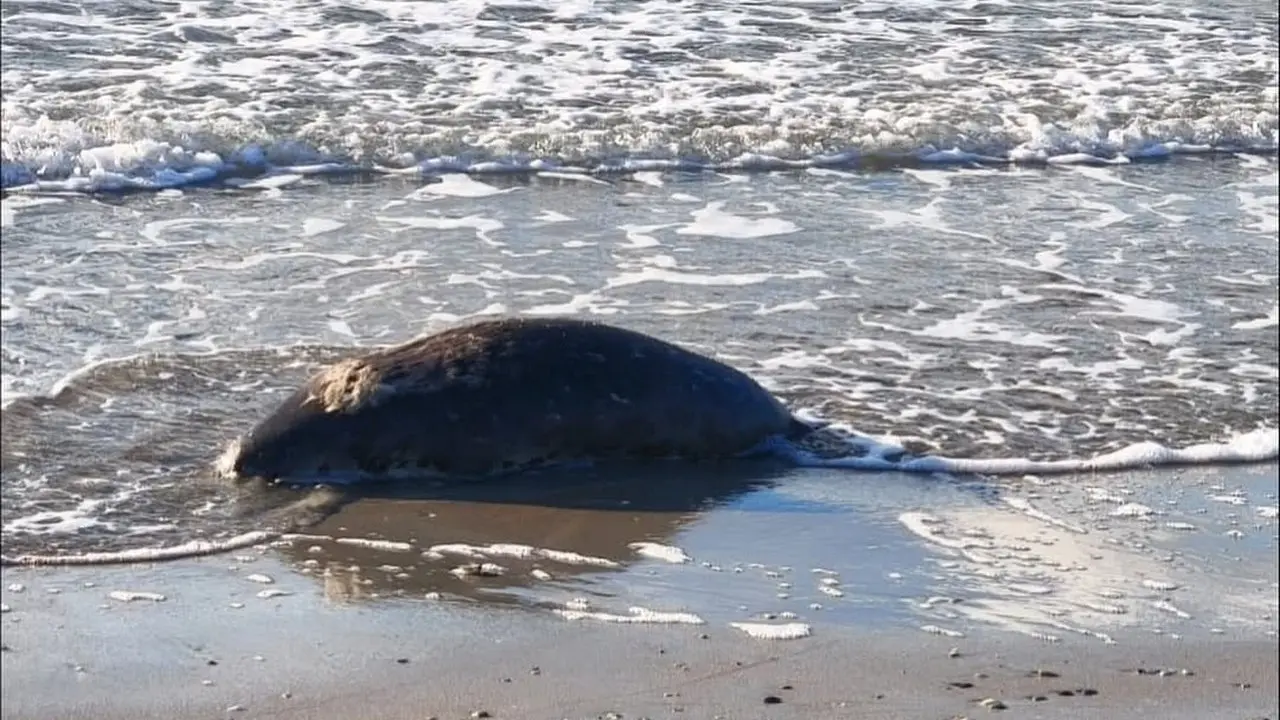 Сотню мёртвых тюленей нашли на берегу Каспия в Мангистауской области